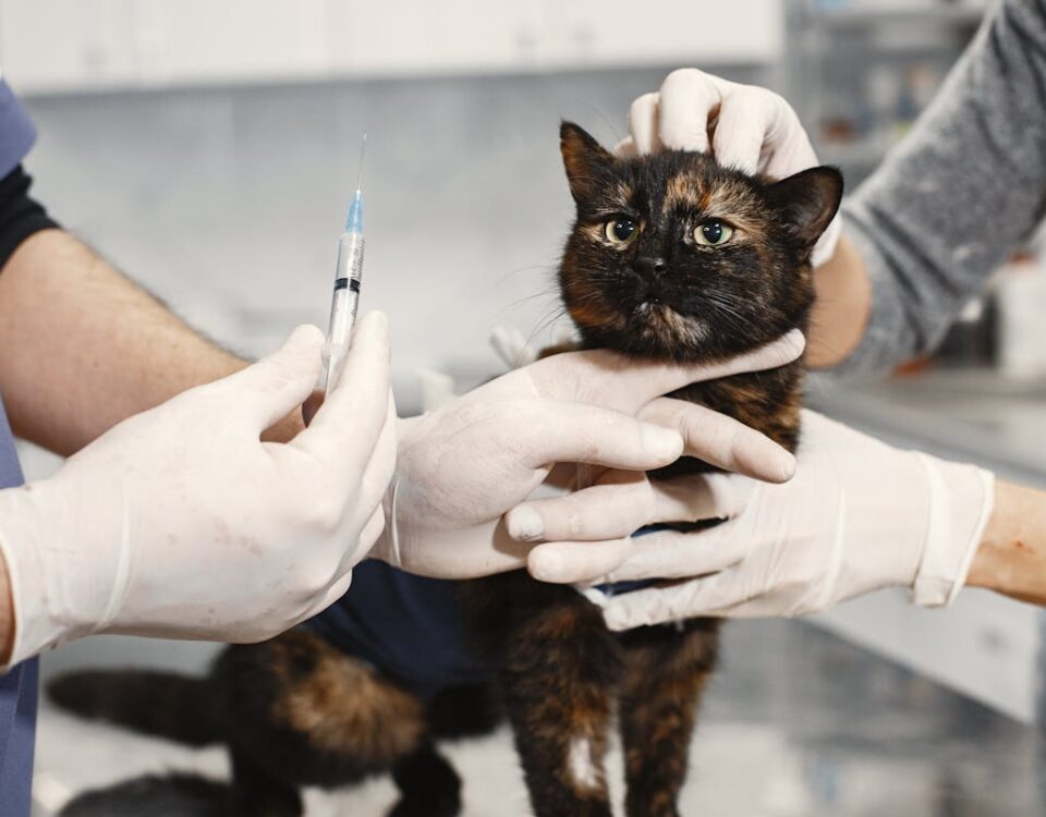 Venda de medicamentos veterinários exige presença de especialista? A Veterinarian Holding am Injection for a Cat