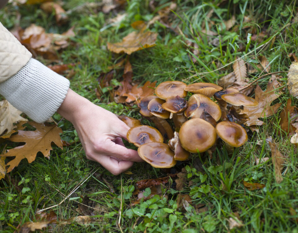 Onde o uso de cogumelos mágicos é permitido por lei? Onde o uso de cogumelos mágicos é permitido por lei?