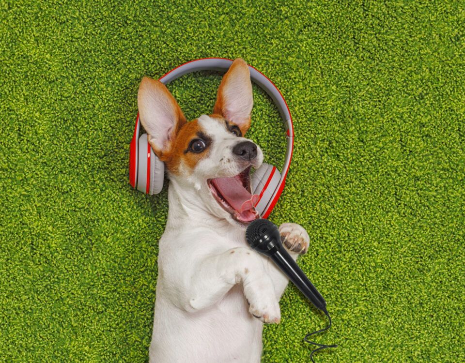 Música para pets e os direitos autorais no seu uso comercial Música para pets e os direitos autorais no seu uso comercial