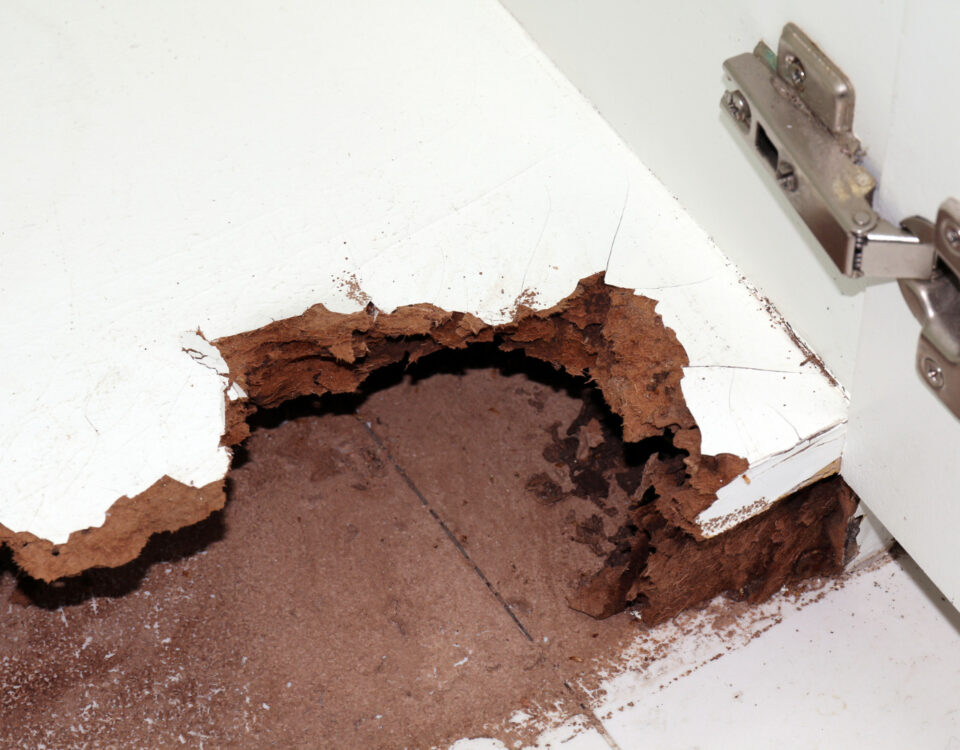 Quem paga por danos causados por cupins em imóveis alugados? Quem paga por danos causados por cupins em imóveis alugados?