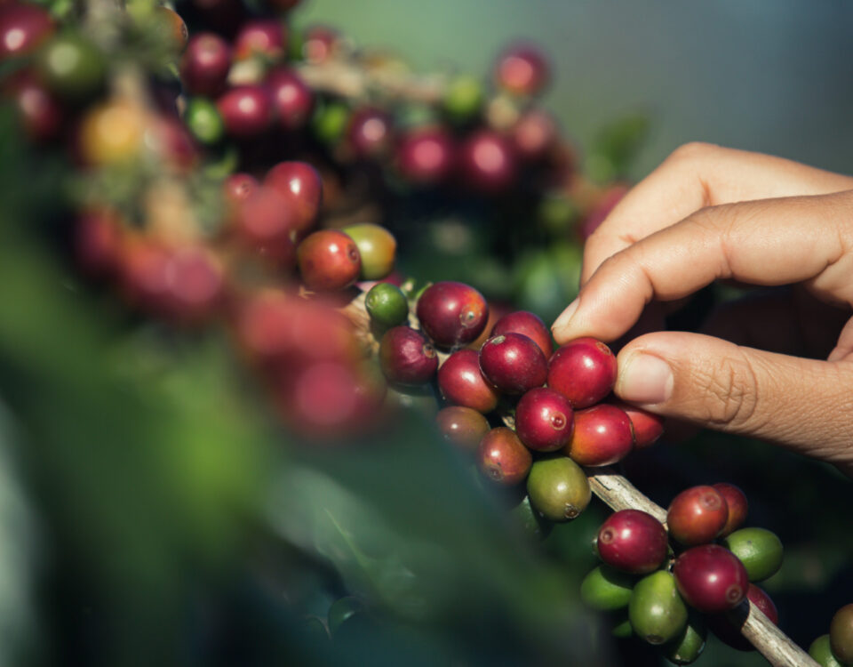 Regulamentações que afetam a exportação de café Regulamentações que afetam a exportação de café