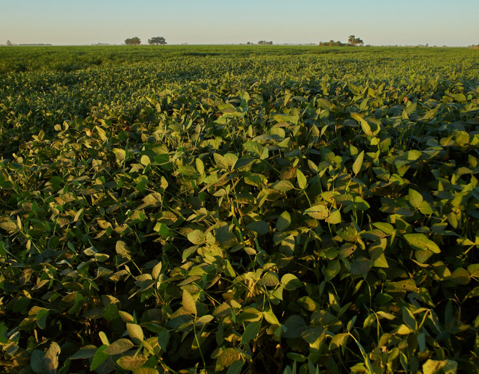 Suspensão da moratória da soja: impactos legais e ambientais para o agronegócio Suspensão da moratória da soja: impactos legais e ambientais para o agronegócio