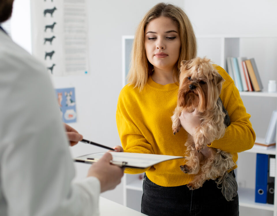 CVI para pets: o documento que pode decidir uma viagem internacional